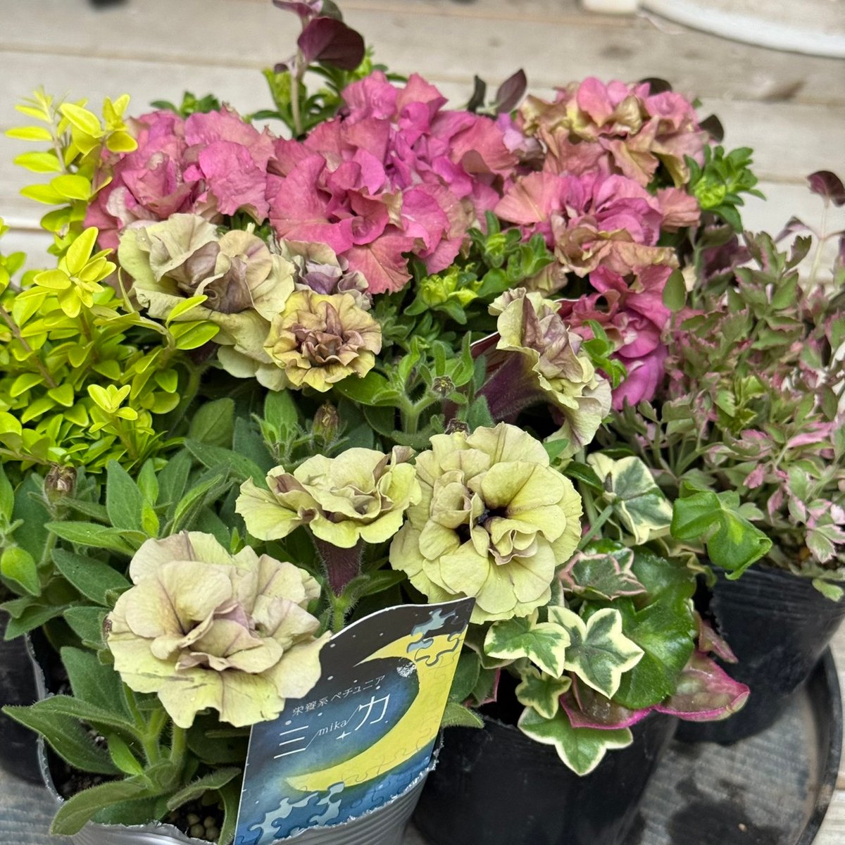 花友受賞＆プレゼント付き】シックなペチュニア寄せ植え※完成品 | プチ
