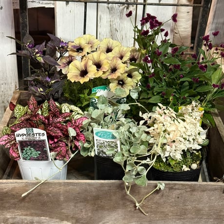 CATEGORY 寄せ植えセット | プチフルール ネットショップ