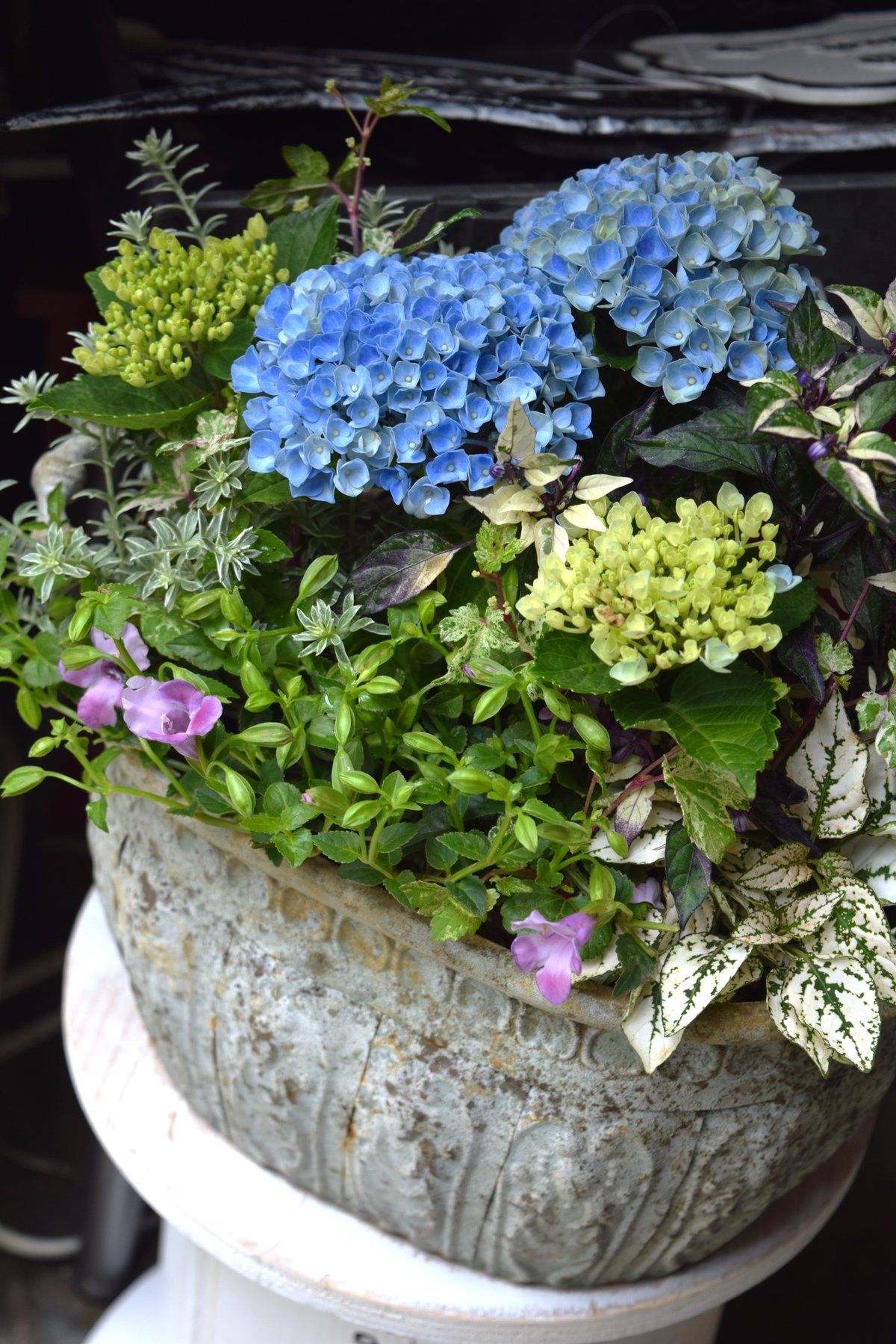 1点限定！【登録者2万人記念】ショウイチオシ紫陽花寄せ植え※寄せ植え