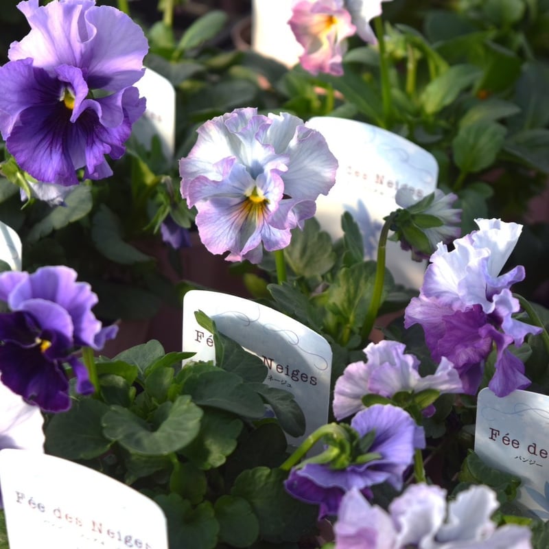 桂楓園さん】パンジー「フェデネージュ ブルー」 | プチフルール