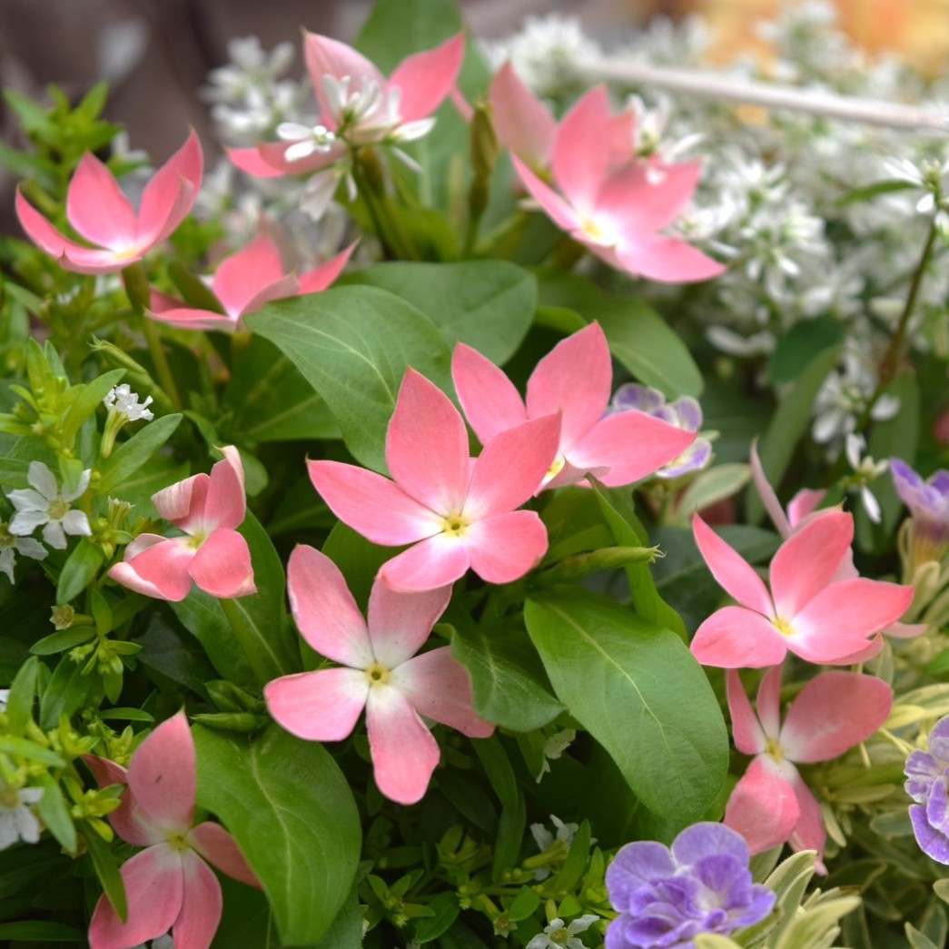 さくらんぼチーク」のキュート＆爽やか寄せ植え※寄せ植えセット | プチ