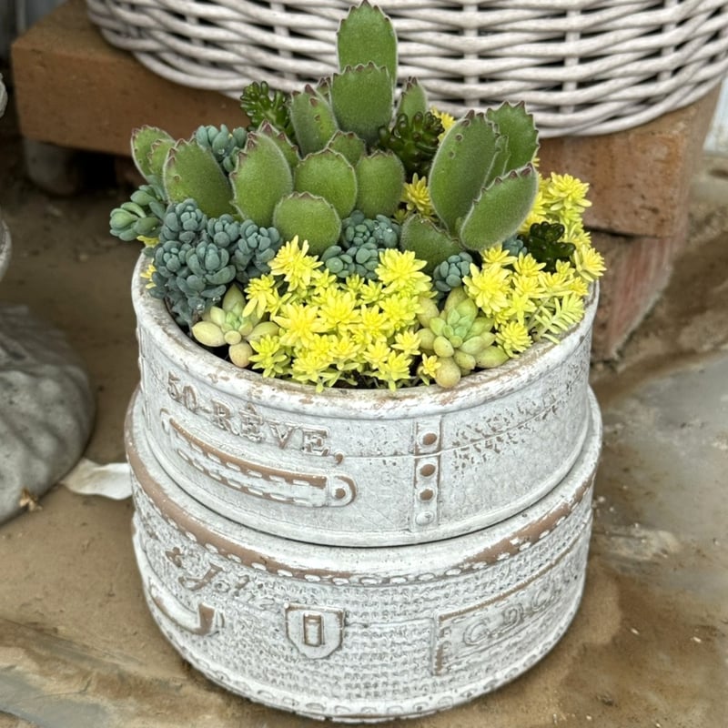 多肉】熊童子寄せ植えinコンテナ鉢※寄せ植え完成品 | プチフルール