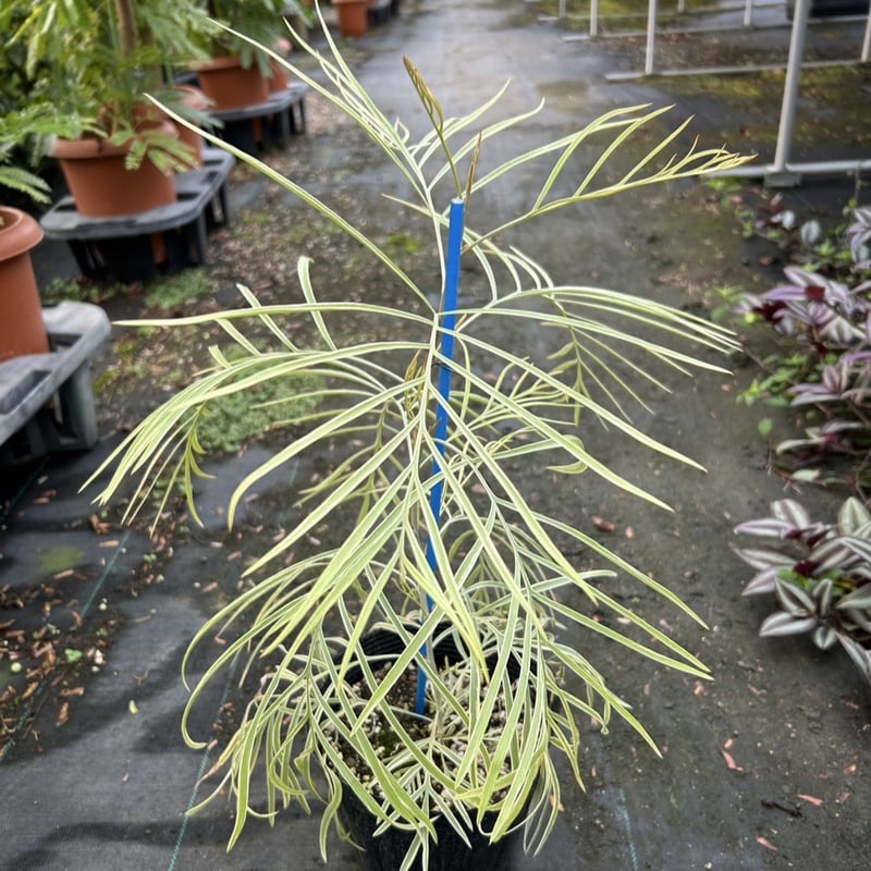 グレビレア　ハニーワンダー　大株 現品】グレビレア ハニーワンダー 超大株 10号 A番