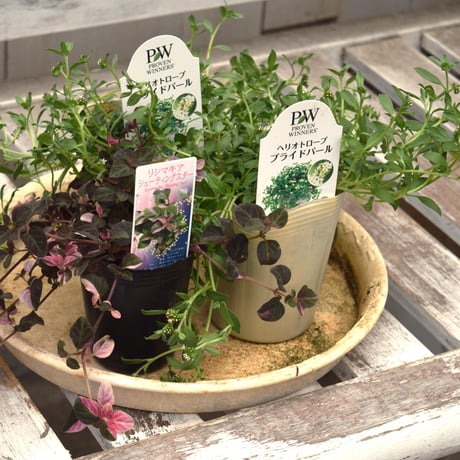 CATEGORY 寄せ植えセット | プチフルール ネットショップ