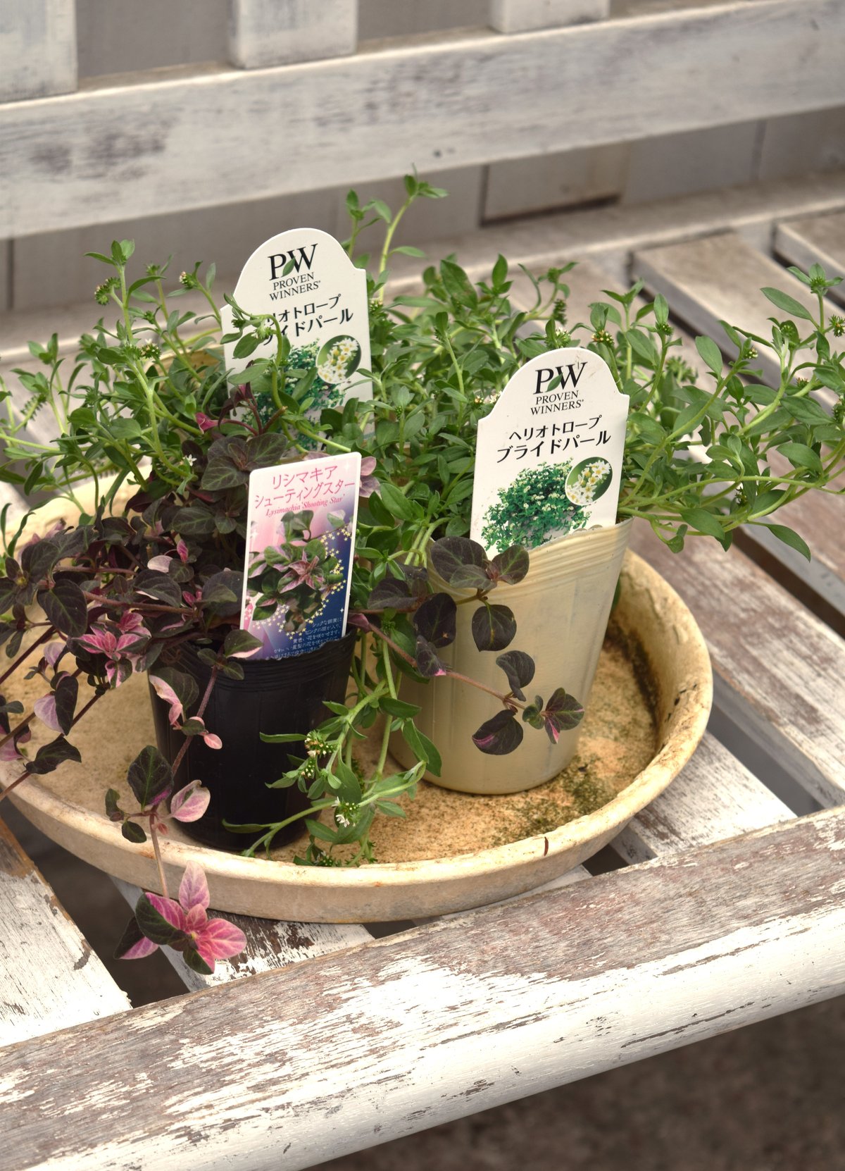 ヘリオトロープ」ハンギングセット※寄せ植えセット | プチフルール