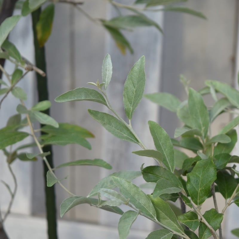 ロシアンオリーブ | プチフルール ネットショップ