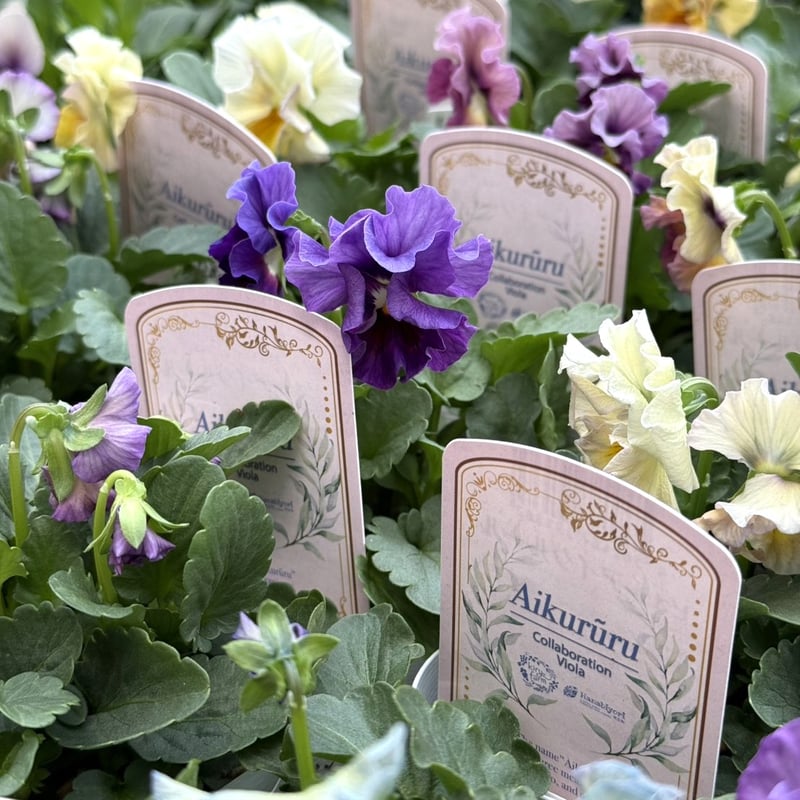 桐生ふぁ～むさん×花日和さん】ビオラ「アイクルール」 | プチフルール