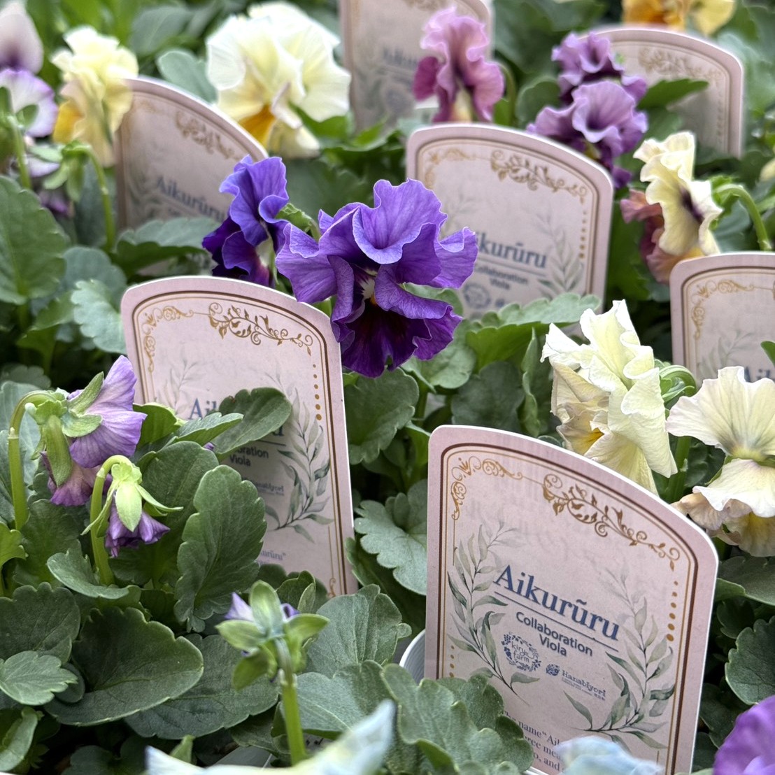 桐生ふぁ～むさん×花日和さん】ビオラ「アイクルール」 | プチフルール