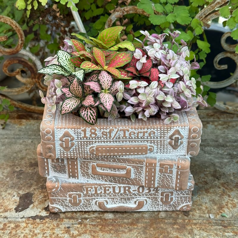ミニ観葉植物 ミニ観葉】お洒落カラー2ポット寄せ植え※寄せ植え完成品 | プチ