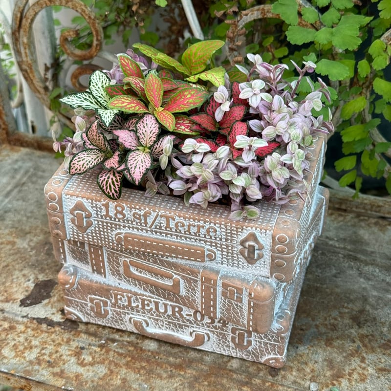 ミニ観葉】お洒落カラー2ポット寄せ植え※寄せ植え完成品 | プチ