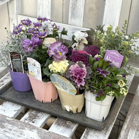 CATEGORY 寄せ植えセット | プチフルール ネットショップ