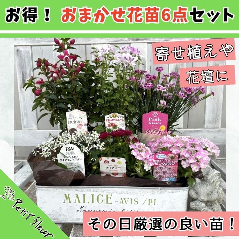 お得！ おまかせ花苗6点セット』 | プチフルール ネットショップ