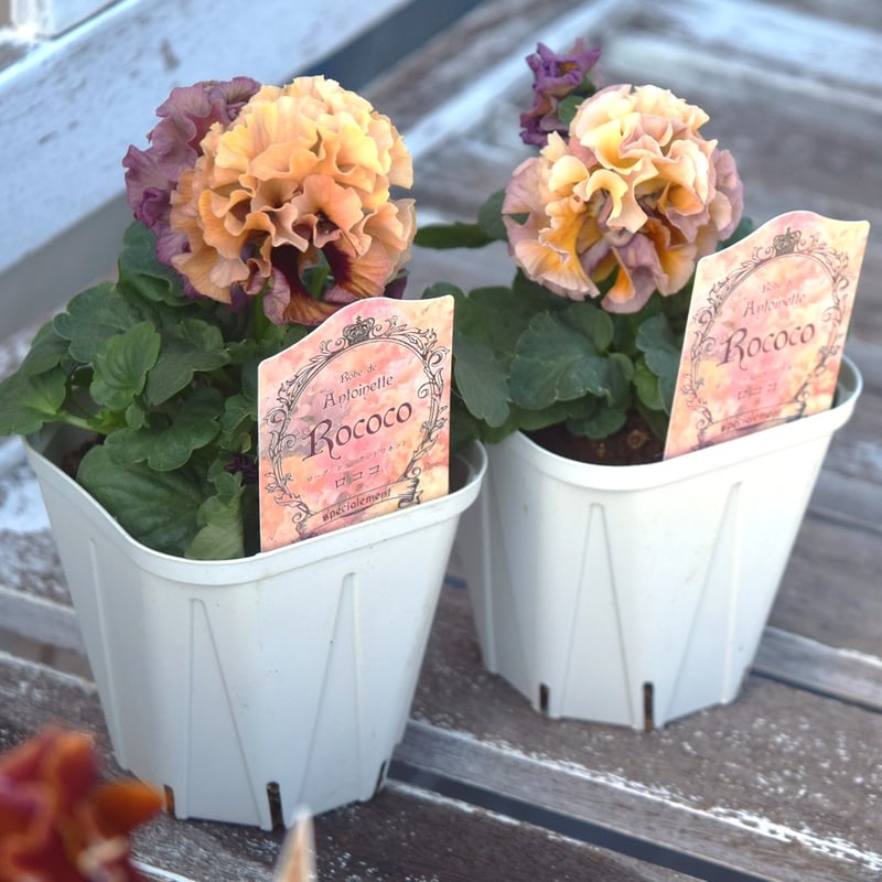 サトウ園芸さん】パンジー「アントワネット-ロココ-」 | プチフルール