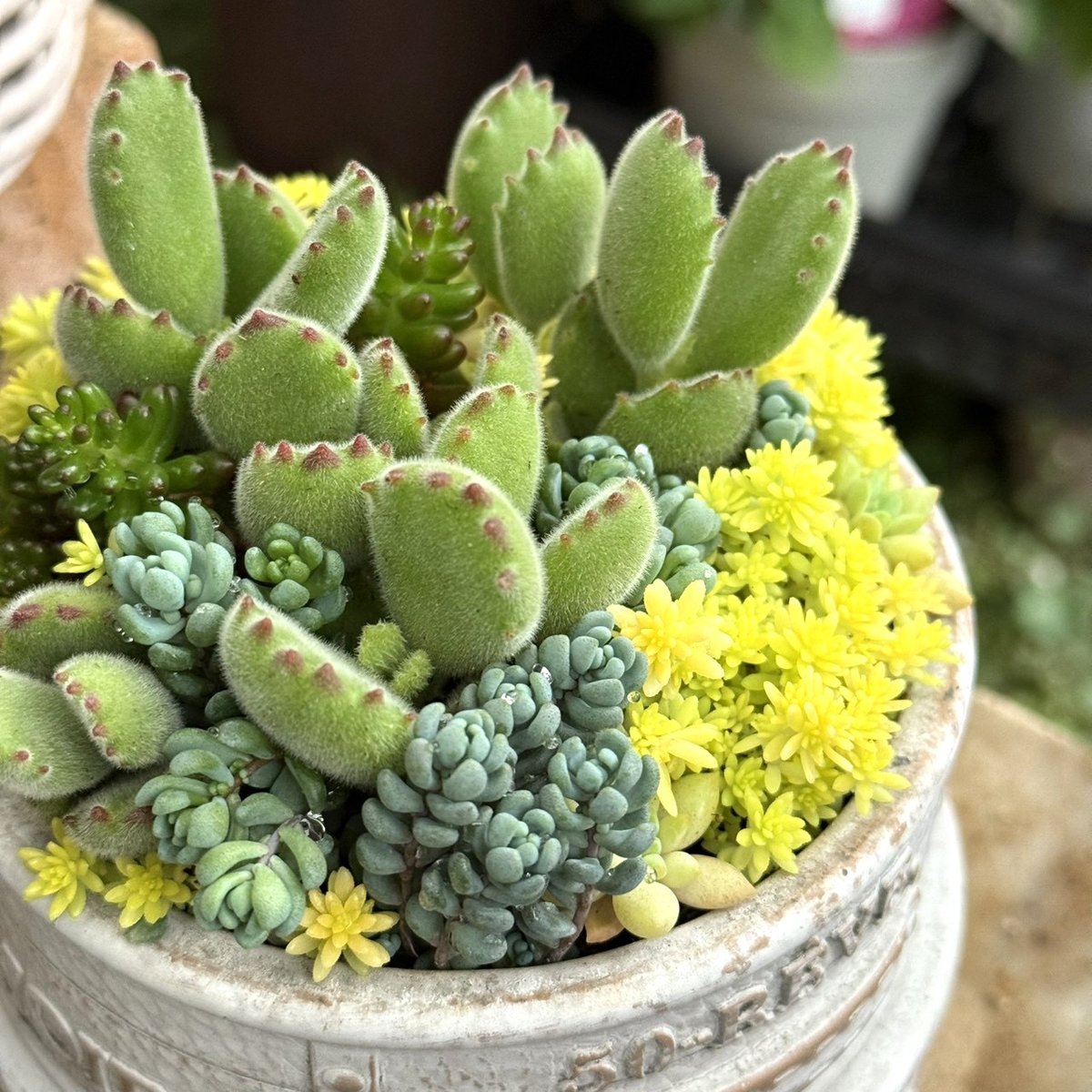 多肉】熊童子寄せ植えinコンテナ鉢※寄せ植え完成品 | プチフルール