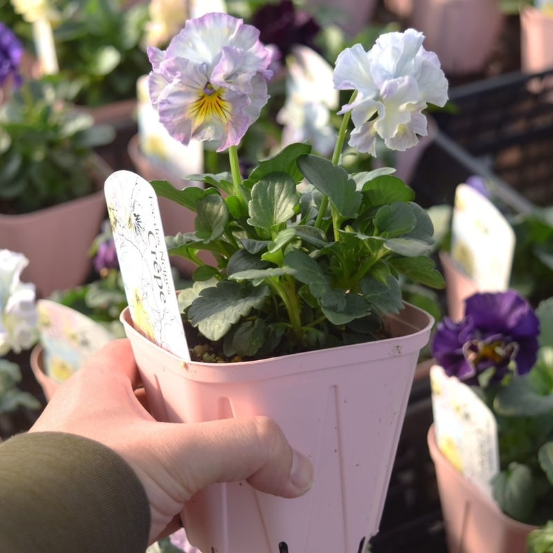 桂楓園さん】パンジー「フェデネージュ クレープ」 | プチフルール