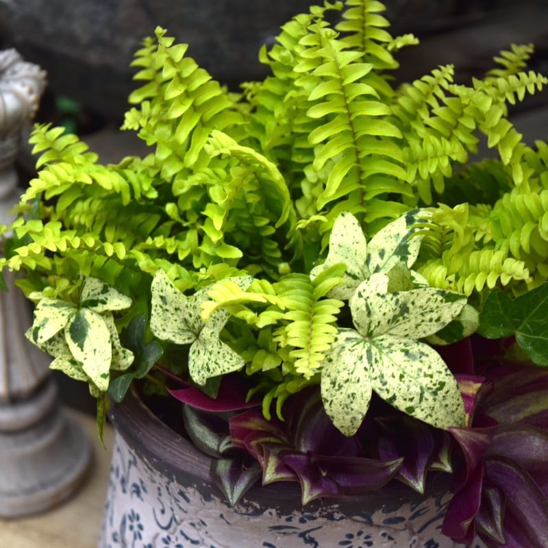 ミニ観葉】爽やかシダ寄せ植え※寄せ植え完成品 | プチフルール ネット