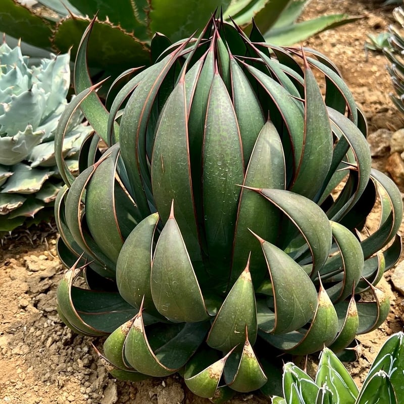 激レア＆ショウイチオシ】マンガべ プレイングハンズ | プチ