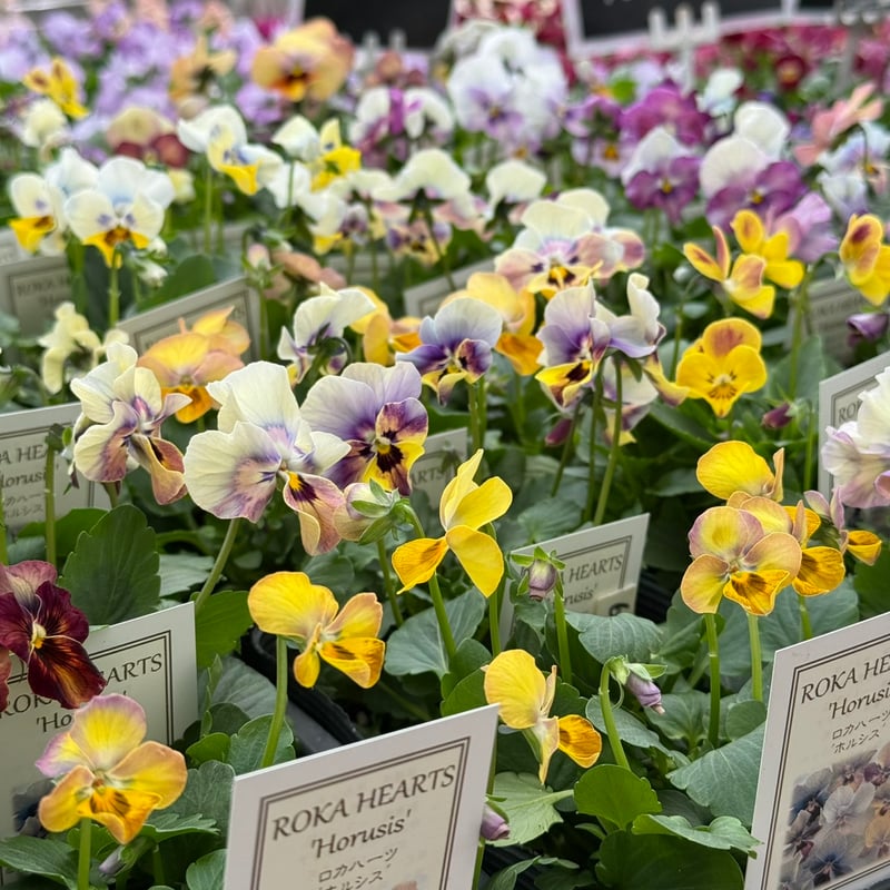 の*ん様 157⭐️超スレート系⭐️超小輪⭐️【トルカータス セルヴィア】