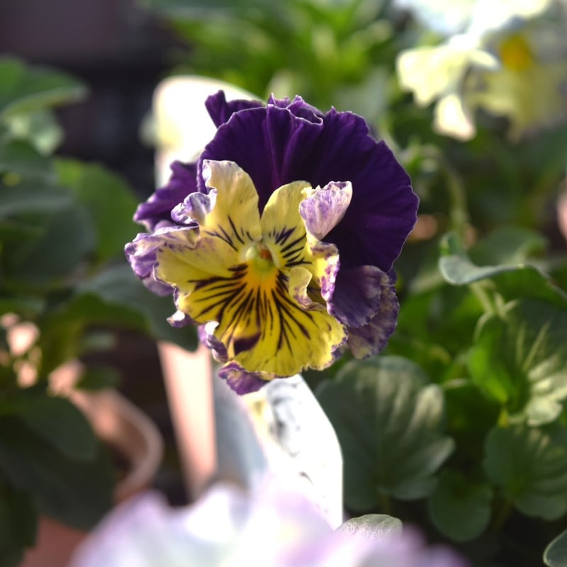 桂楓園さん】パンジー「フェデネージュ クレープ」 | プチフルール
