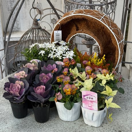 CATEGORY 寄せ植えセット | プチフルール ネットショップ CATEGORY 寄せ植えセット | プチフルール ネットショップ