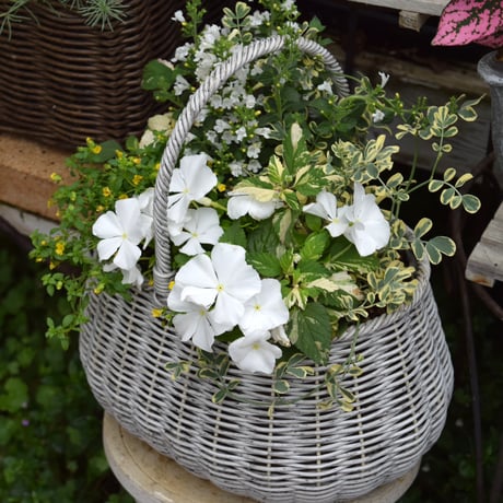爽やかホワイトカラー寄せ植え※寄せ植えセット