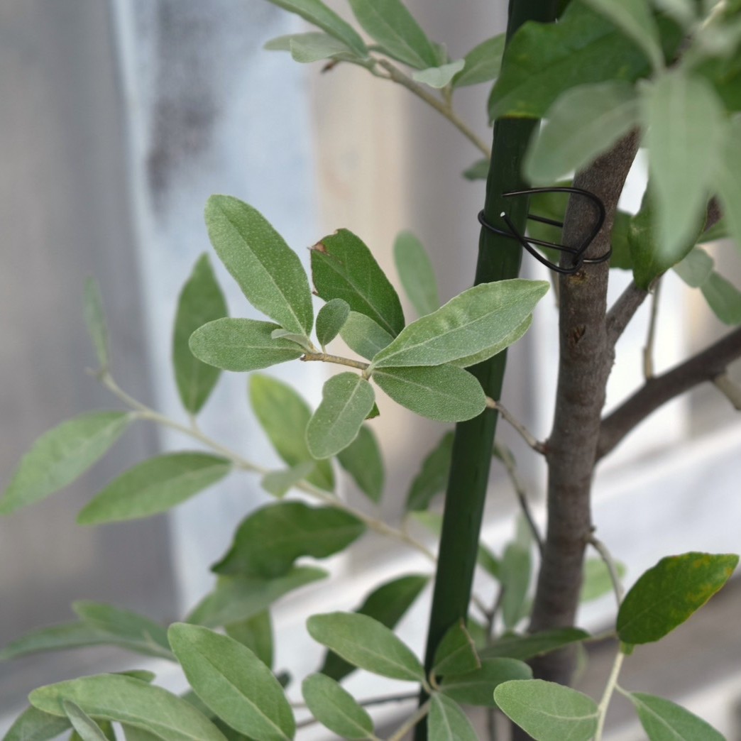 ロシアンオリーブ | プチフルール ネットショップ