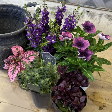 CATEGORY 寄せ植えセット | プチフルール ネットショップ