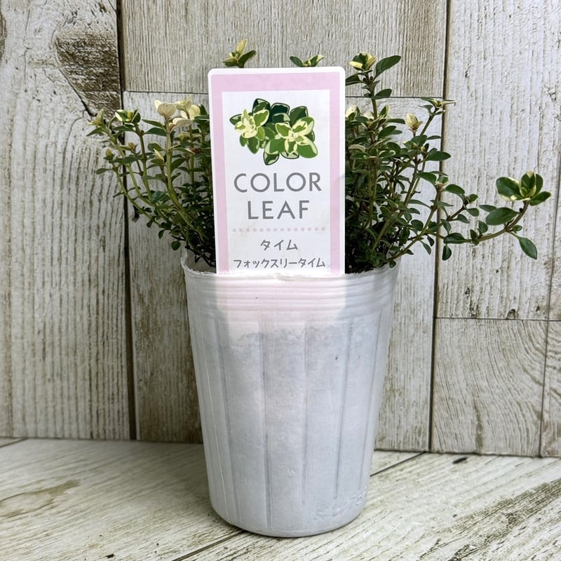 フォックスリータイム　１ポット 楽天市場】（観葉植物）ハーブ苗 タイム フォックスリー 3号