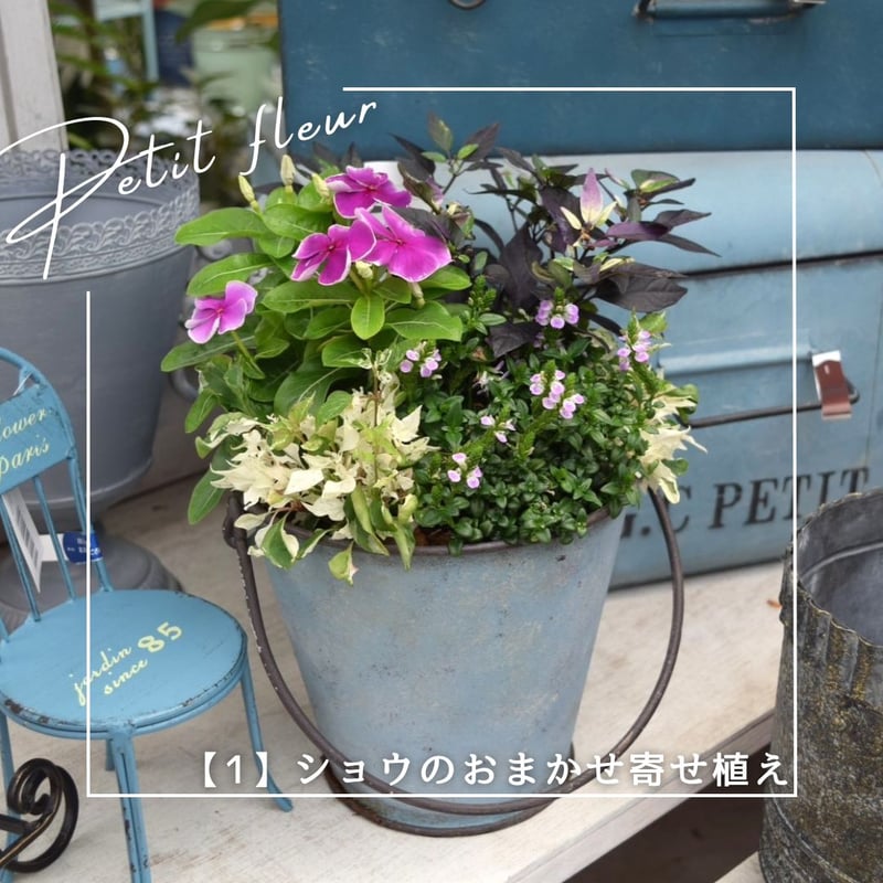 あなただけのオリジナル寄せ植え』※完成品 | プチフルール ネットショップ