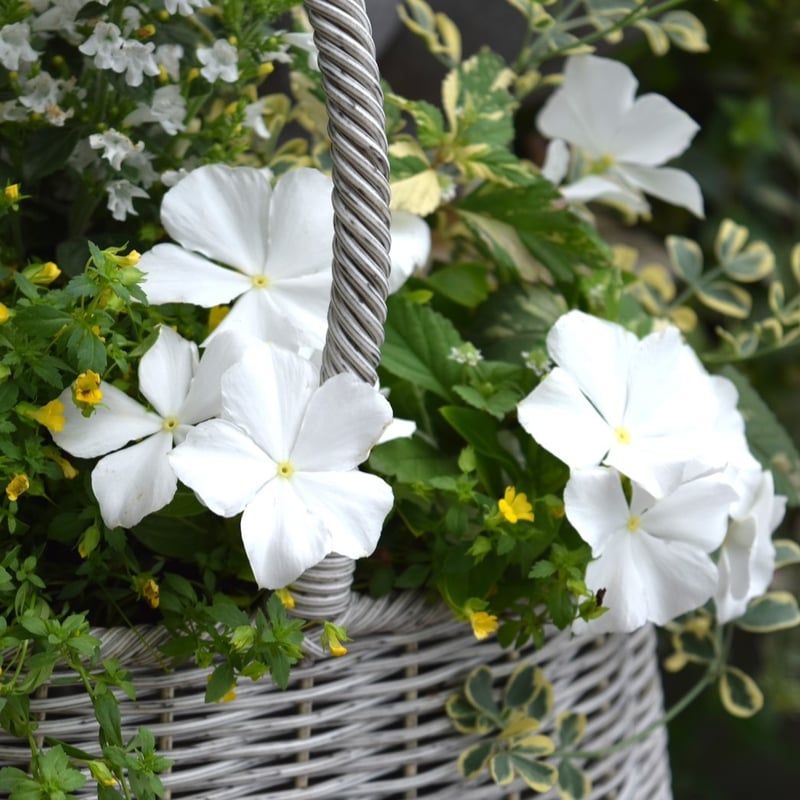 爽やかホワイトカラー寄せ植え※寄せ植えセット | プチフルール ネット