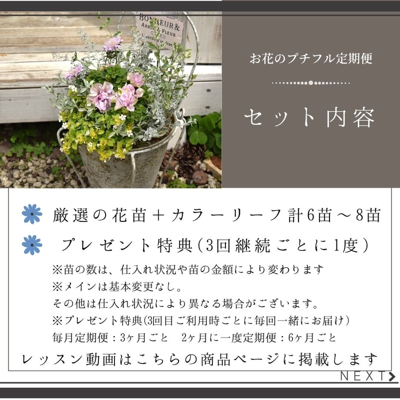 お花のプチフル定期便 「寄せ植えセット」 | プチフルール ネットショップ