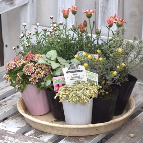 CATEGORY 寄せ植えセット | プチフルール ネットショップ