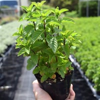 【自社生産】モヒートミント