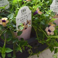 【ショウイチオシ】スーパートレニア カタリーナ「ラムレーズン」