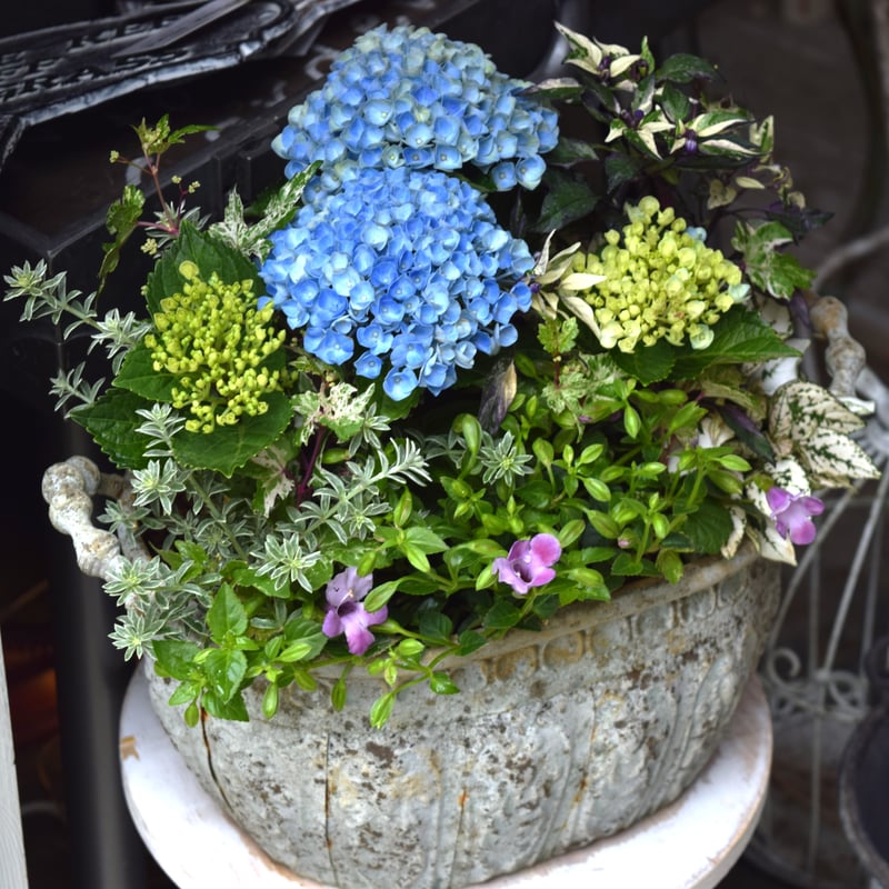 1点限定！【登録者2万人記念】ショウイチオシ紫陽花寄せ植え※寄せ植え