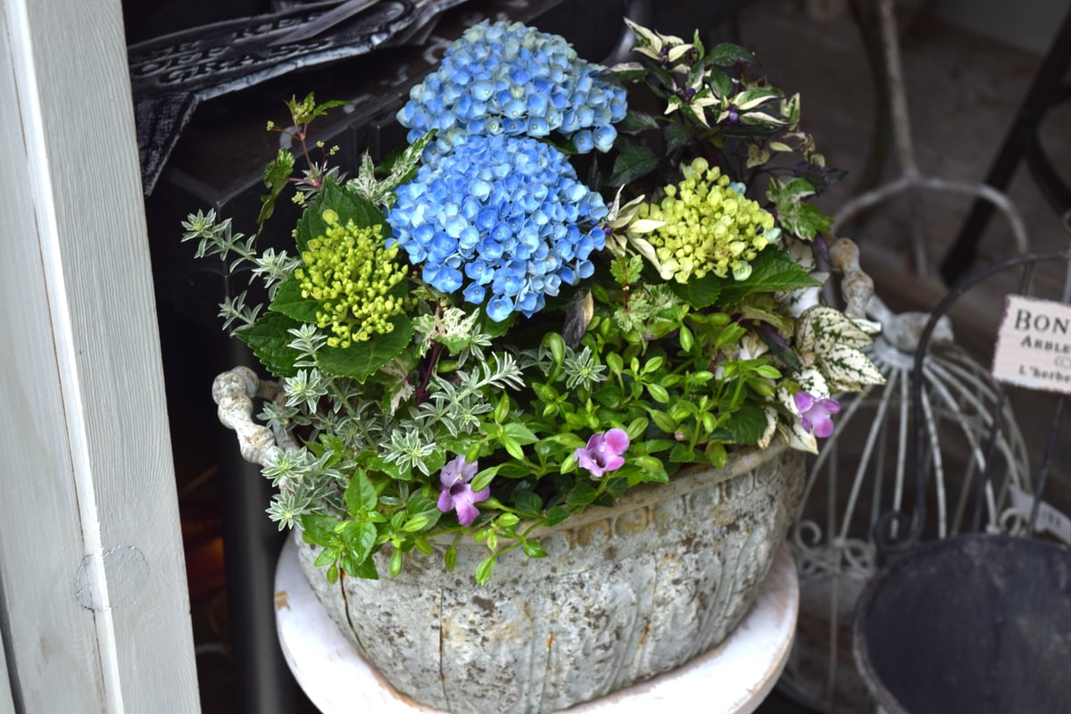 1点限定！【登録者2万人記念】ショウイチオシ紫陽花寄せ植え※寄せ植え