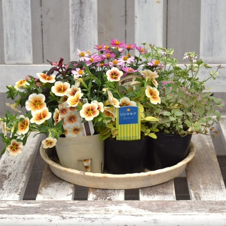 CATEGORY 寄せ植えセット | プチフルール ネットショップ