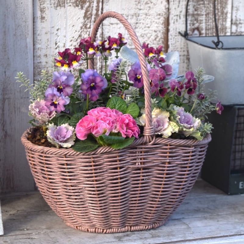 見元園芸さんビオラ」ダブルピンク寄せ植え※寄せ植えセット | プチ