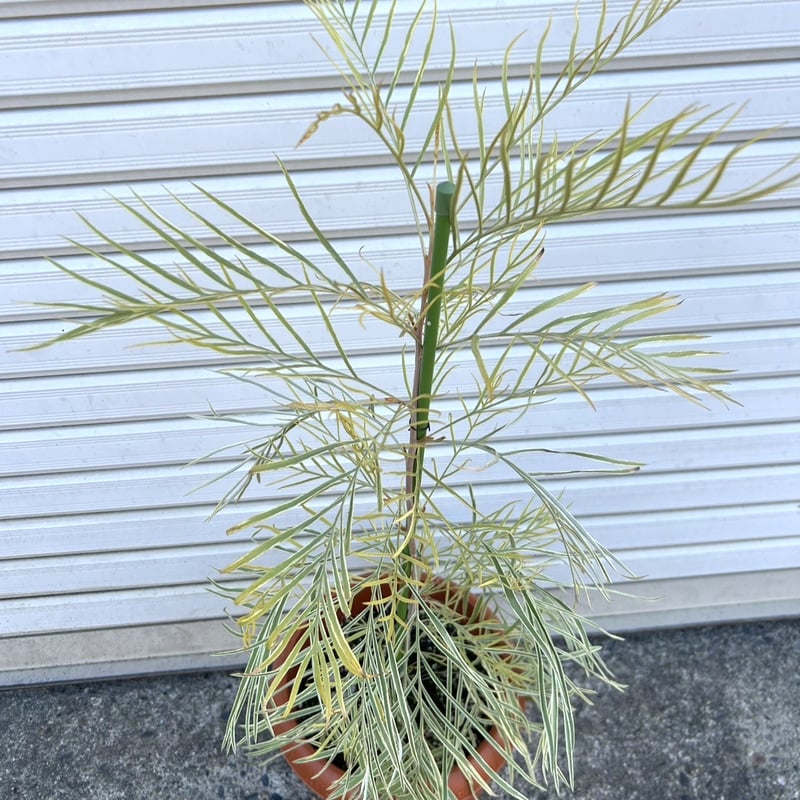 激レア】グレビレア ハニーワンダー | プチフルール ネットショップ