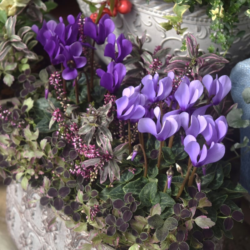 軽井沢産】「シクラメン ドラゴン」ゴージャス ブルー寄せ植え※寄せ