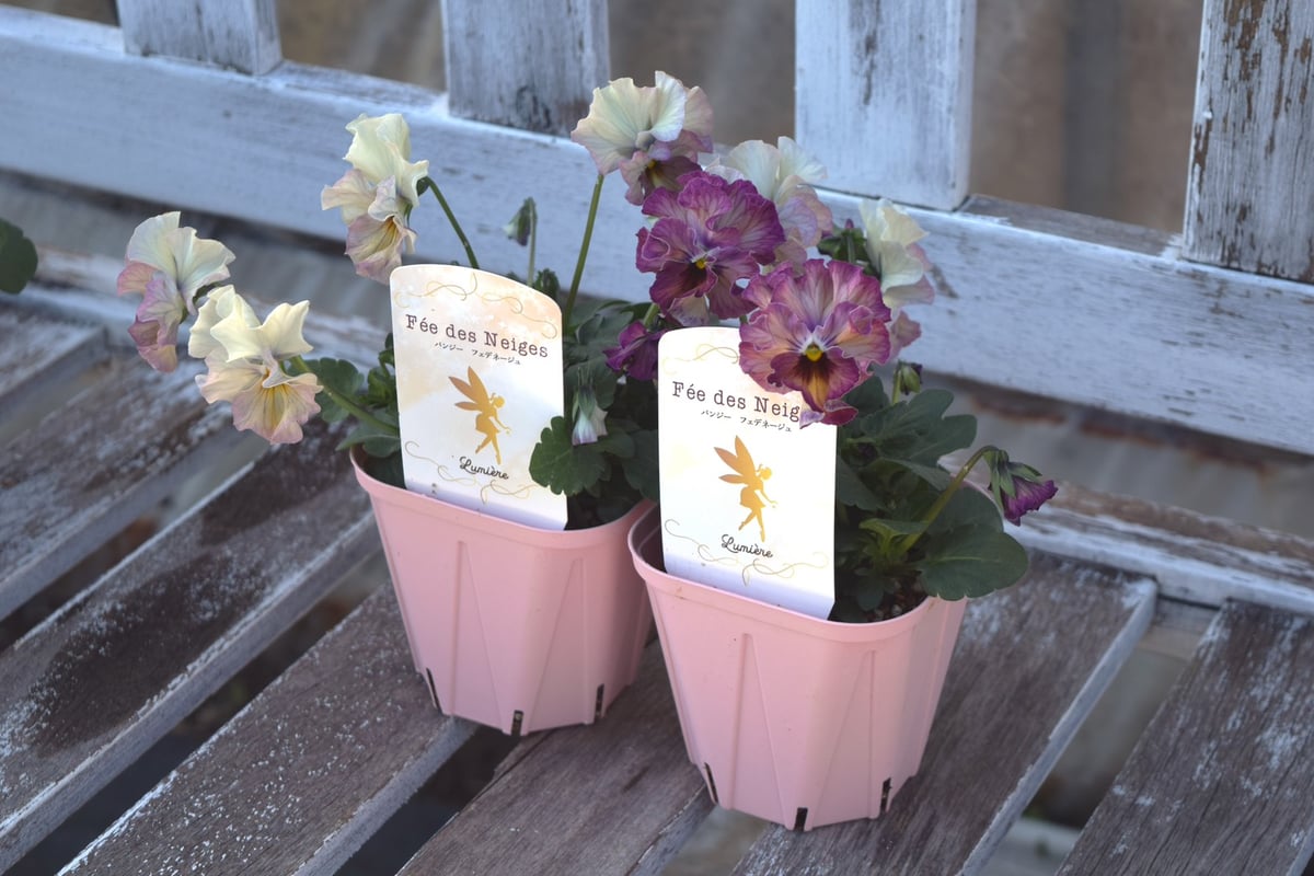 桂楓園さん】パンジー「フェデネージュ ルミエール」 | プチフルール