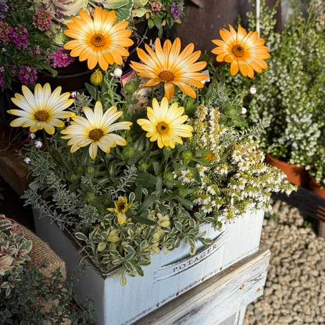 CATEGORY 寄せ植え | プチフルール ネットショップ