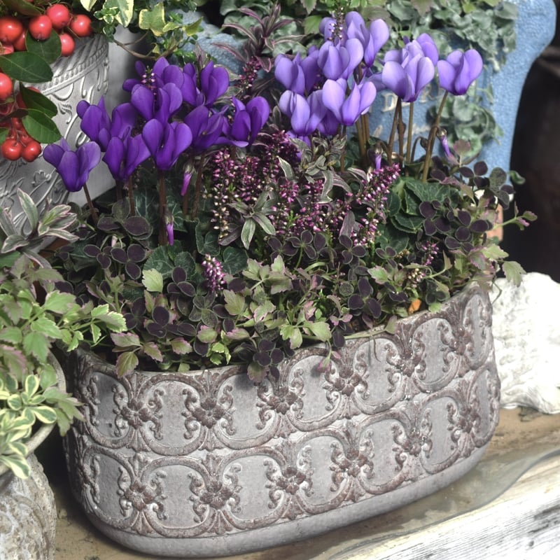 軽井沢産】「シクラメン ドラゴン」ゴージャス ブルー寄せ植え※寄せ