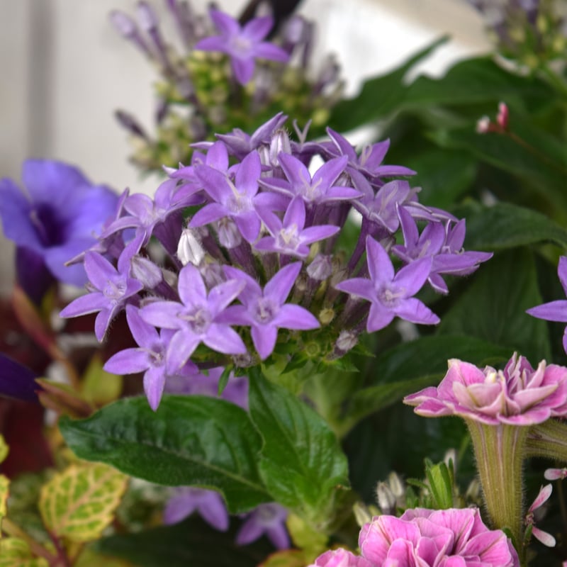 1点限定】「パープル×ピンク」の華やか寄せ植え ※寄せ植え完成品