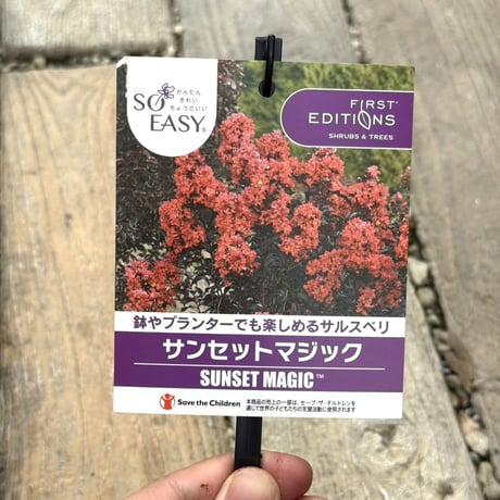 黒葉サルスベリ「サンセットマジック」