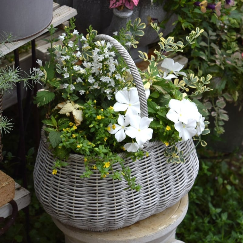 爽やかホワイトカラー寄せ植え※寄せ植えセット | プチフルール ネット