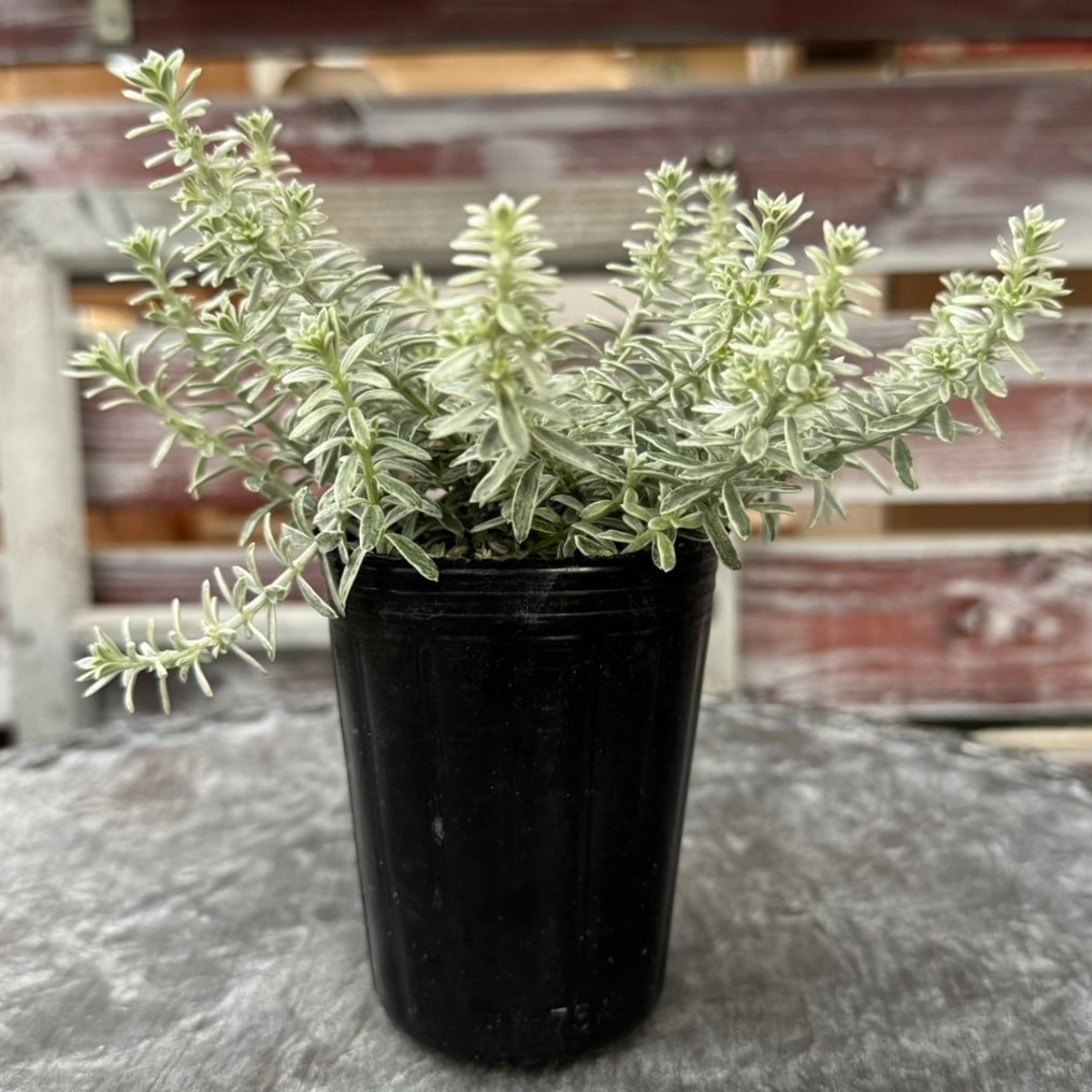 ウエストリンギア 2.5～3号 | プチフルール ネットショップ