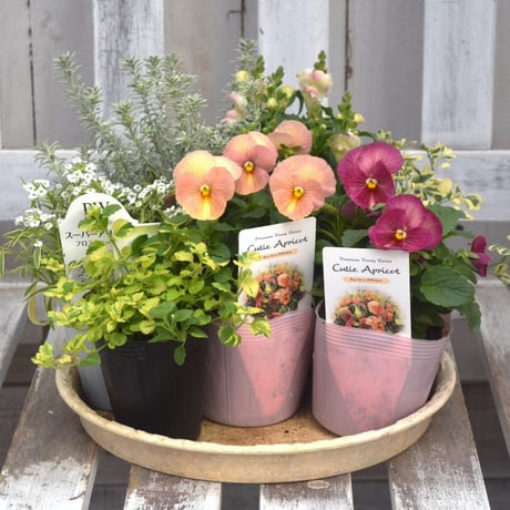 CATEGORY 寄せ植えセット | プチフルール ネットショップ