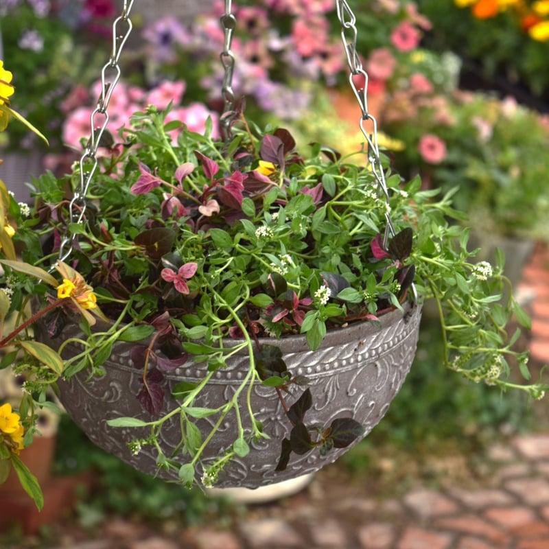 専用　ヘリオトロープ ヘリオトロープ」ハンギングセット※寄せ植えセット | プチフルール