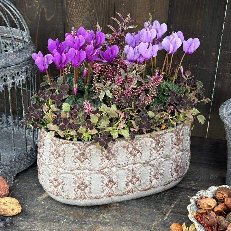 寄せ植え　花　シクラメンドラゴン 軽井沢産】「シクラメン ドラゴン」ゴージャス ブルー寄せ植え※寄せ